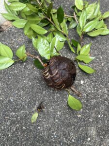 駆除完了